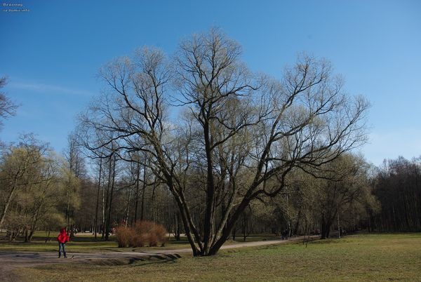 весенний парк и синее небо