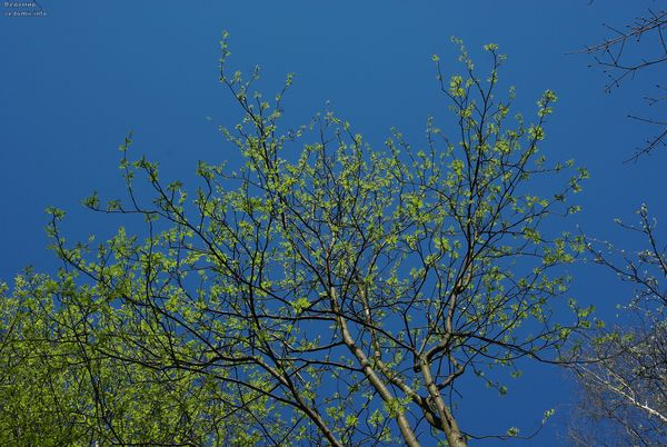 молодые листья и весна в удельном парке
