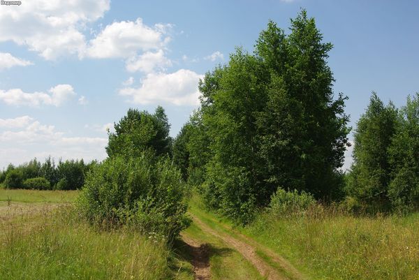 сельская дорога и русские поля