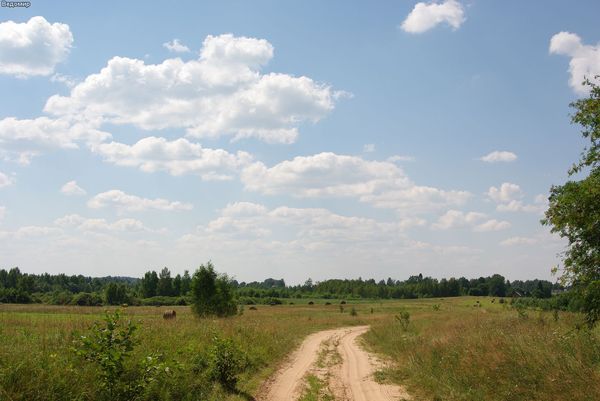 русская деревня дорога и поле летом