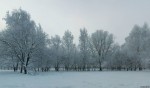 2010-01-10-winter-trees-0001--01--1