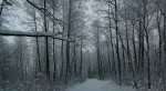 2010-01-10-winter-trees-0004--01