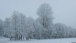 2010-01-10-winter-trees-0005