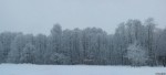 2010-01-10-winter-trees-0006