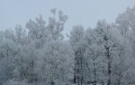 2010-01-10-winter-trees-0009