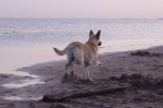 piter-sunset-dogs-0015
