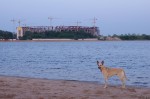 piter-sunset-dogs-0016