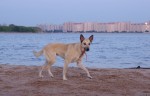piter-sunset-dogs-0017