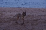 piter-sunset-dogs-0024